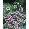 Ślaz leśny 'Zebrina' Malva sylvestris
