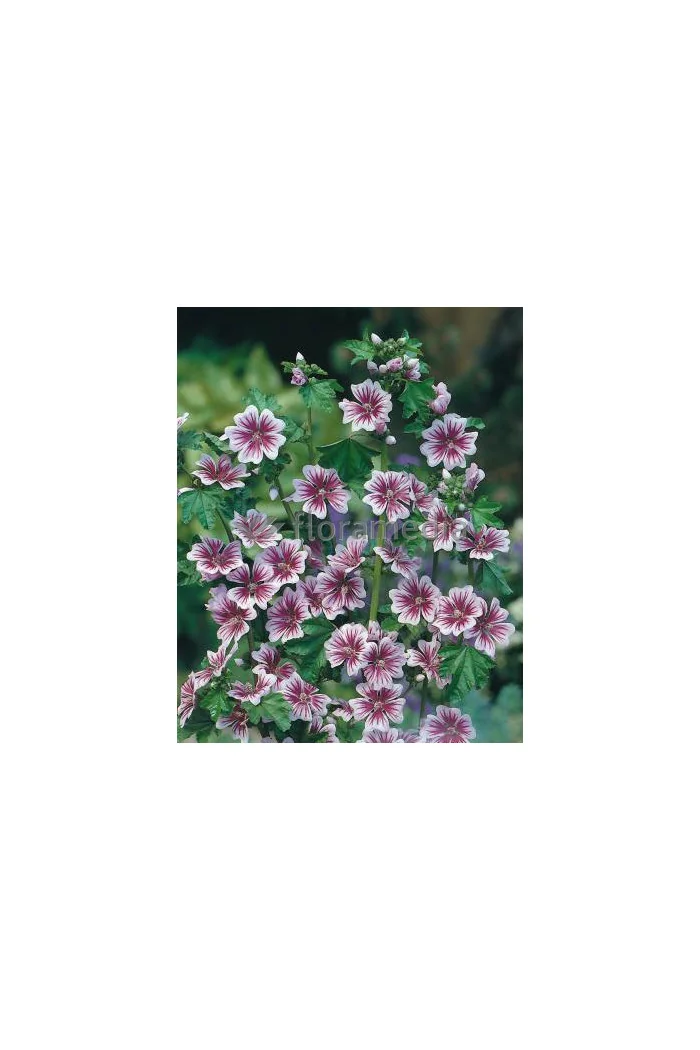 Ślaz leśny 'Zebrina' Malva sylvestris