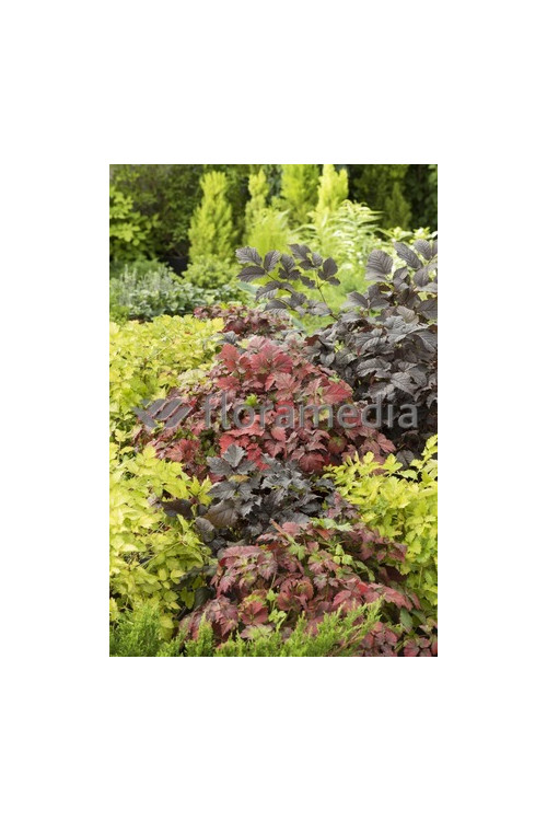 tawułka, tawułka arendsa, astilbe, astilbe arendsii, tawułka białą, tawułka Deutschland