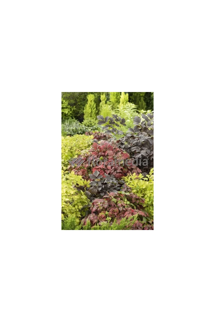 tawułka, tawułka arendsa, astilbe, astilbe arendsii, tawułka białą, tawułka Deutschland