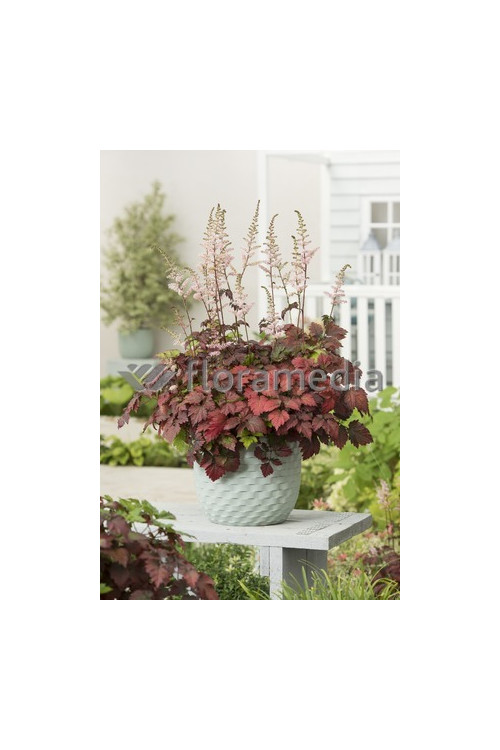 tawułka, tawułka arendsa, astilbe, astilbe arendsii, tawułka białą, tawułka Deutschland