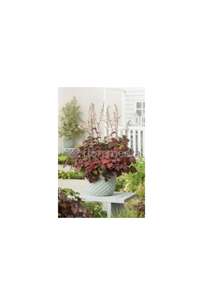 tawułka, tawułka arendsa, astilbe, astilbe arendsii, tawułka białą, tawułka Deutschland