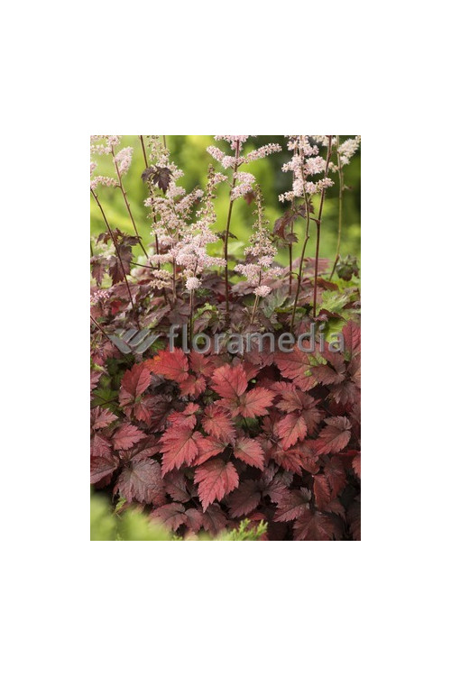 tawułka, tawułka arendsa, astilbe, astilbe arendsii, tawułka białą, tawułka Deutschland