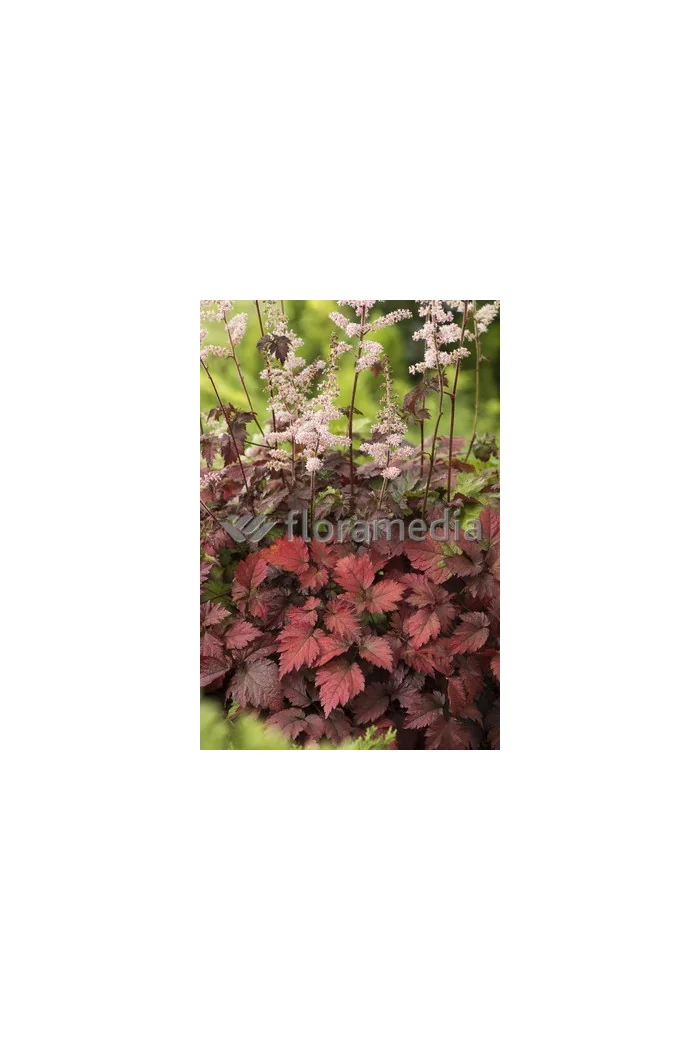 tawułka, tawułka arendsa, astilbe, astilbe arendsii, tawułka białą, tawułka Deutschland