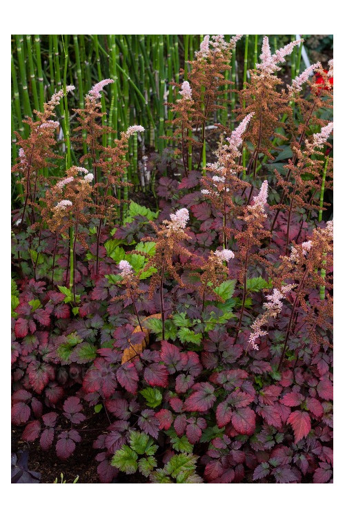 tawułka, tawułka arendsa, astilbe, astilbe arendsii, tawułka białą, tawułka Deutschland