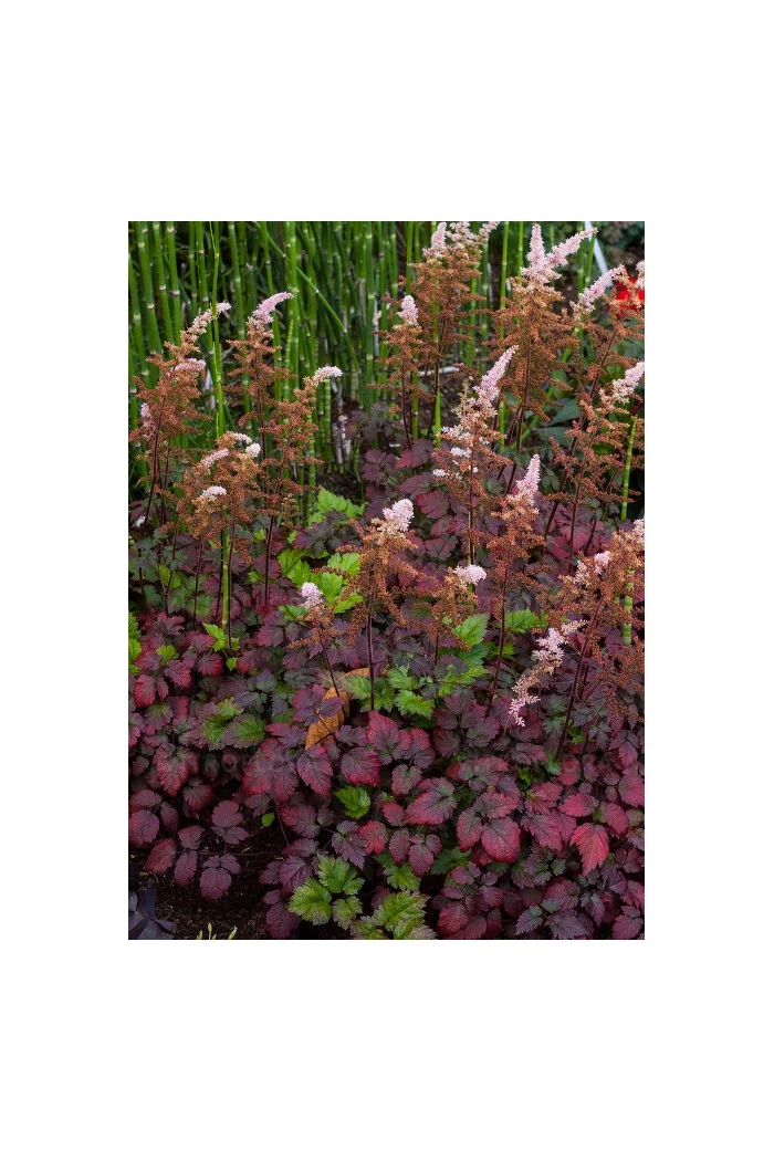 tawułka, tawułka arendsa, astilbe, astilbe arendsii, tawułka białą, tawułka Deutschland