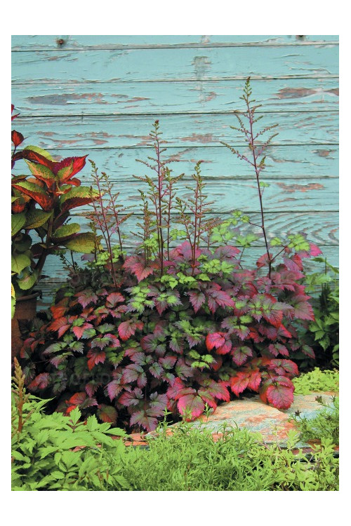 tawułka, tawułka arendsa, astilbe, astilbe arendsii, tawułka białą, tawułka Deutschland