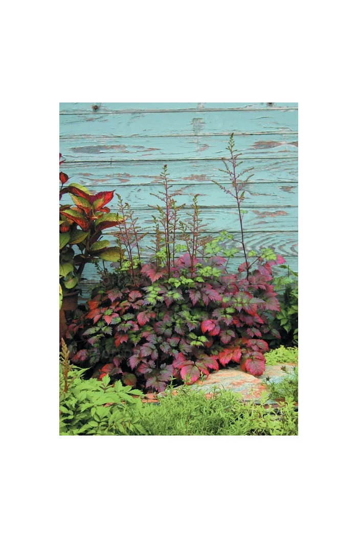 tawułka, tawułka arendsa, astilbe, astilbe arendsii, tawułka białą, tawułka Deutschland