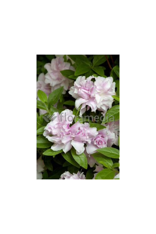 Azalia japońska 'Mrs Nancy Dippel' Azalea japonica