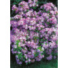 Azalia japońska 'Peggy Ann' Azalea japonica