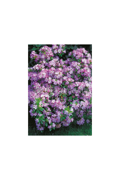 Azalia japońska 'Peggy Ann' Azalea japonica