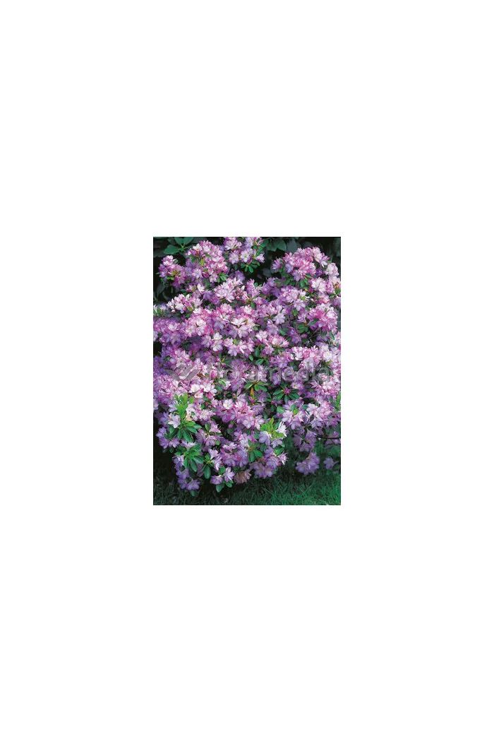 Azalia japońska 'Peggy Ann' Azalea japonica