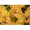 Berberys Thunberga 'Diabolicum' | Berberis thunbergii