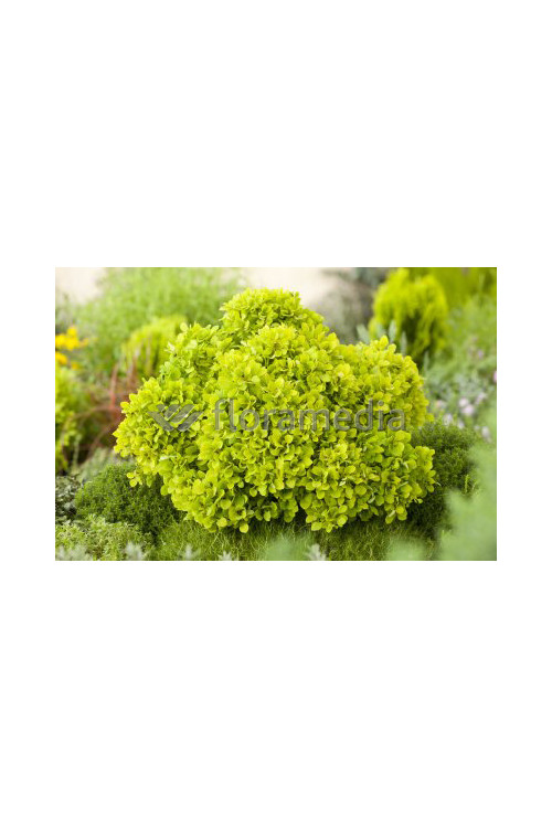 Berberys Thunberga 'Tiny Gold' Berberis thunbergii