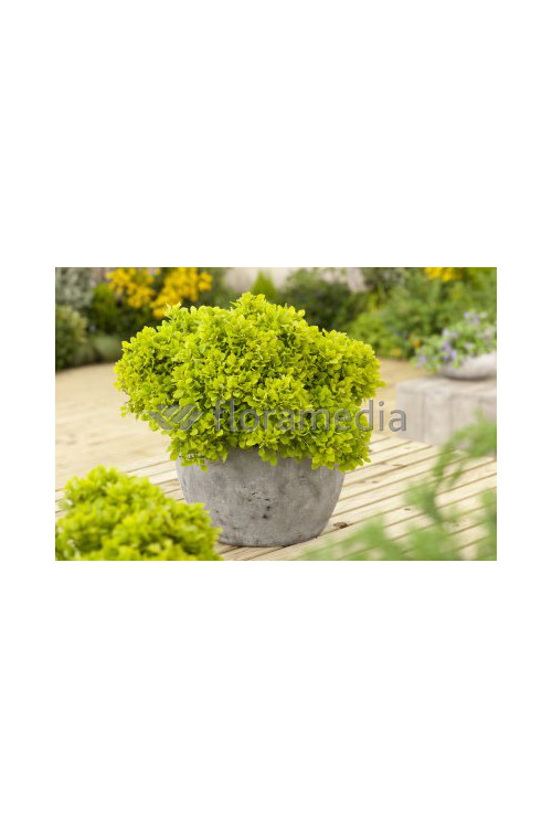 Berberys Thunberga 'Tiny Gold' Berberis thunbergii