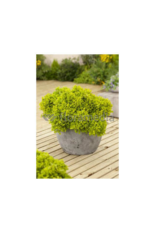 Berberys Thunberga 'Tiny Gold' Berberis thunbergii