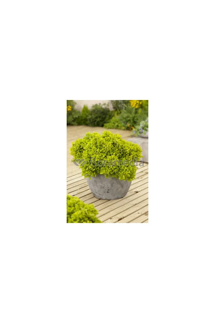 Berberys Thunberga 'Tiny Gold' Berberis thunbergii