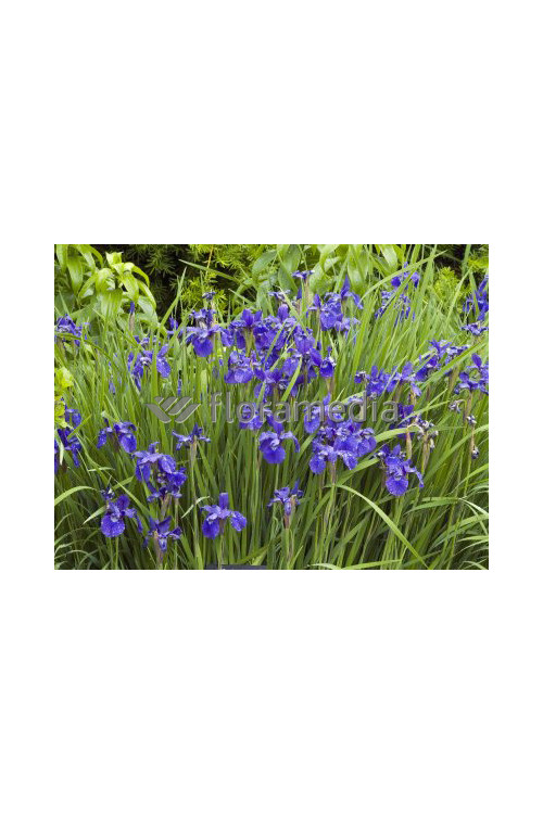 Kosaciec (Irys) syberyjski 'Caesar's Brother' | Iris sibirica