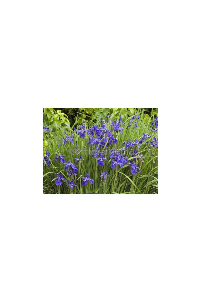 Kosaciec (Irys) syberyjski 'Caesar's Brother' | Iris sibirica