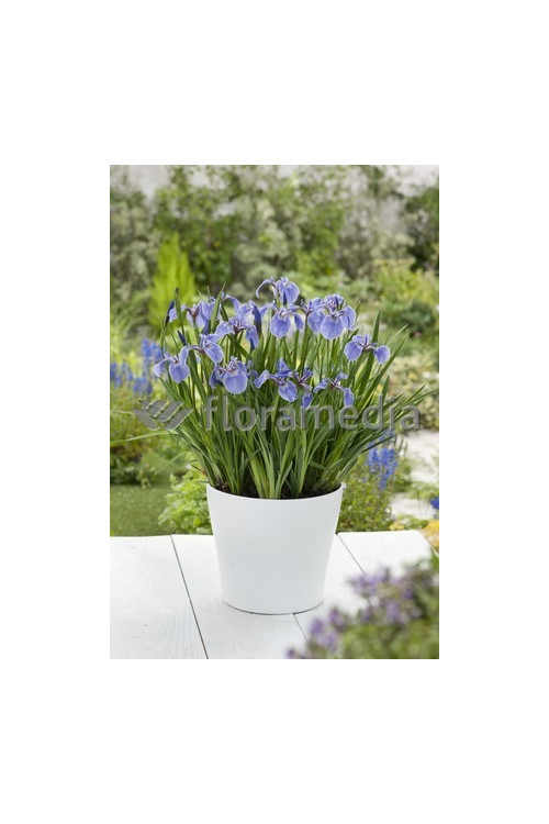 Kosaciec (Irys) syberyjski 'Tamberg' Iris sibirica