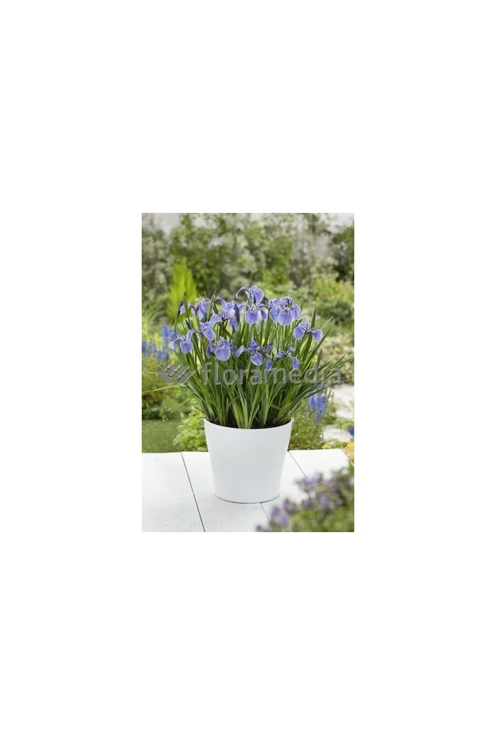 Kosaciec (Irys) syberyjski 'Tamberg' Iris sibirica