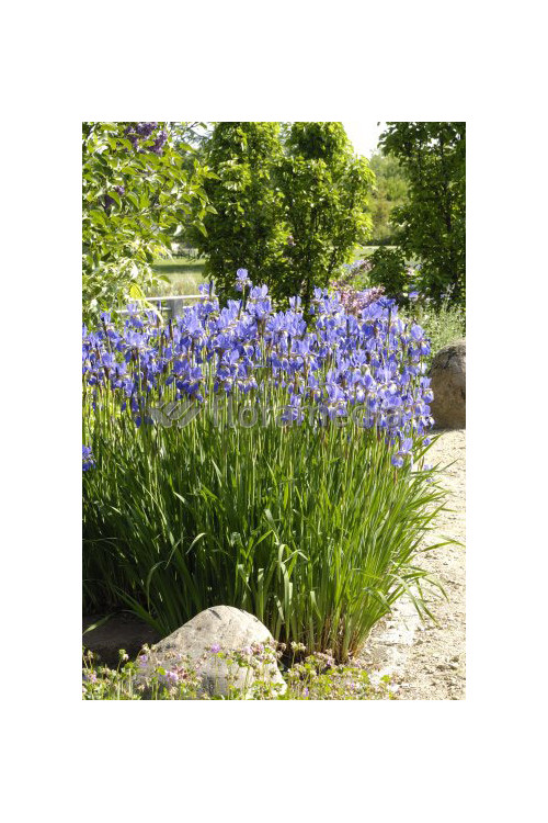 Kosaciec (Irys) syberyjski 'Tamberg' Iris sibirica