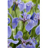 Kosaciec (Irys) syberyjski 'Tamberg' Iris sibirica