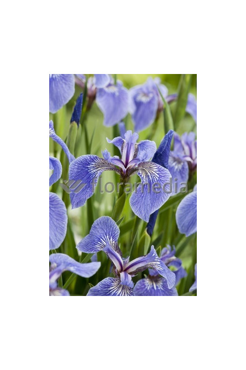 Kosaciec (Irys) syberyjski 'Tamberg' Iris sibirica