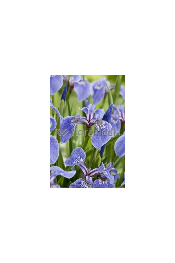 Kosaciec (Irys) syberyjski 'Tamberg' Iris sibirica