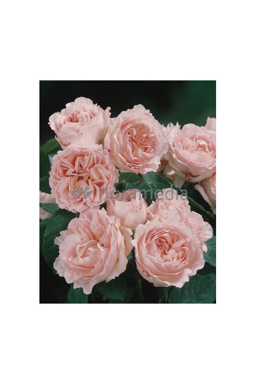 Róża 'Clair Renaissance' (wielkokwiatowa, pachnąca) Rosa