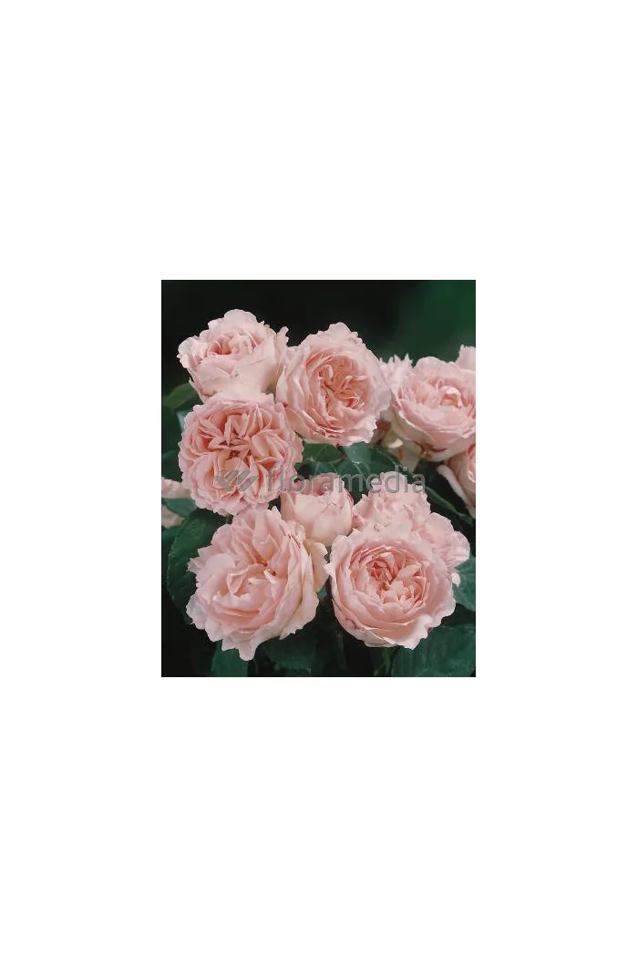 Róża 'Clair Renaissance' (wielkokwiatowa, pachnąca) Rosa