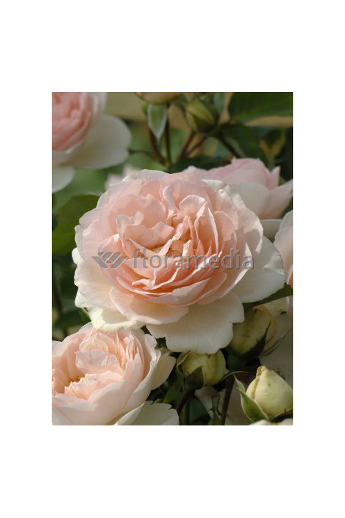 Róża 'Clair Renaissance' (wielkokwiatowa, pachnąca) Rosa