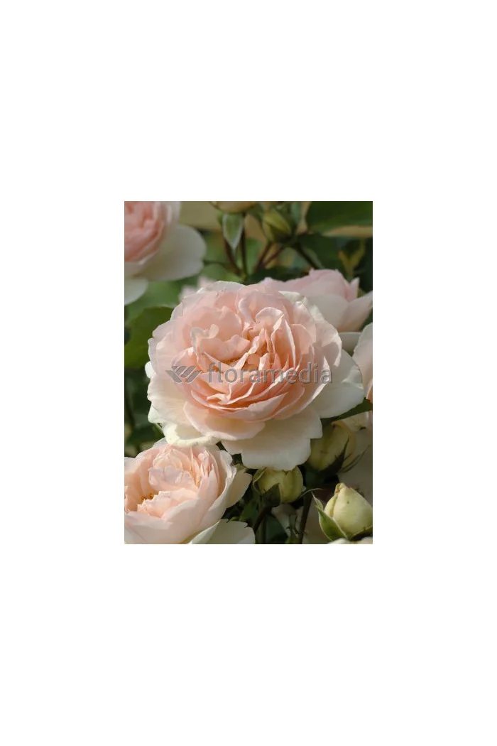 Róża 'Clair Renaissance' (wielkokwiatowa, pachnąca) Rosa