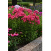 Floks wiechowaty 'Ka Pow Pink' | Phlox panniculata