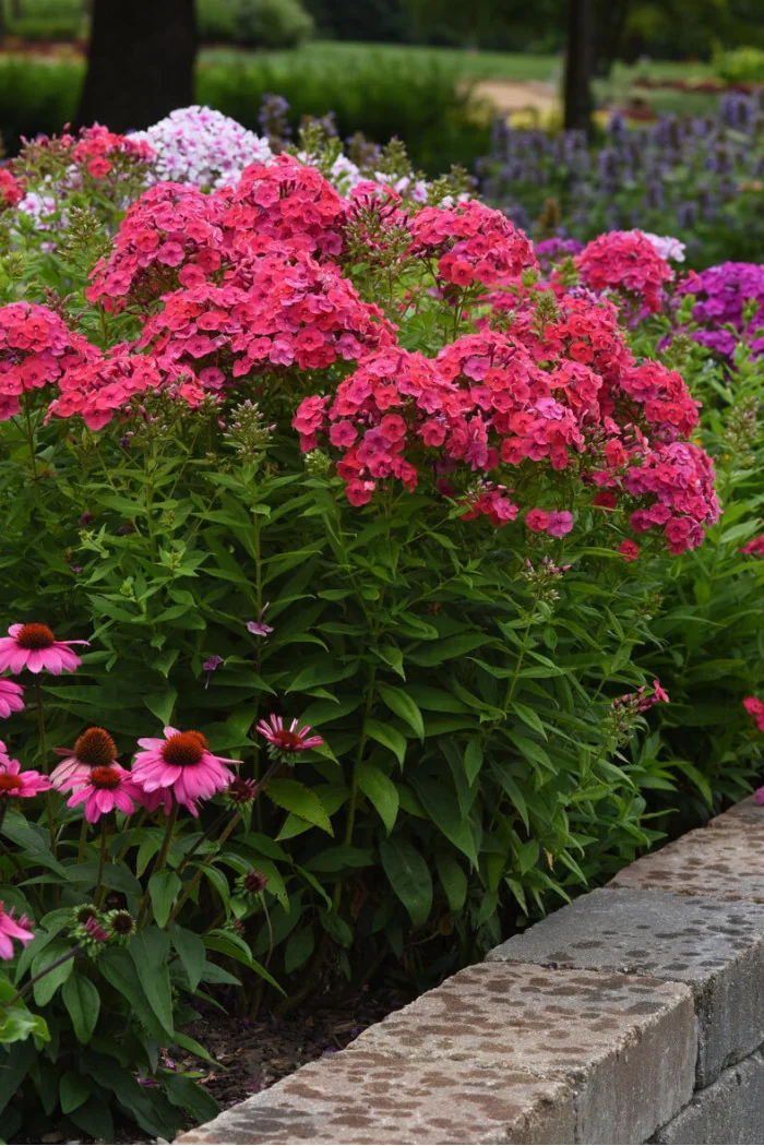 Floks wiechowaty 'Ka Pow Pink' | Phlox panniculata