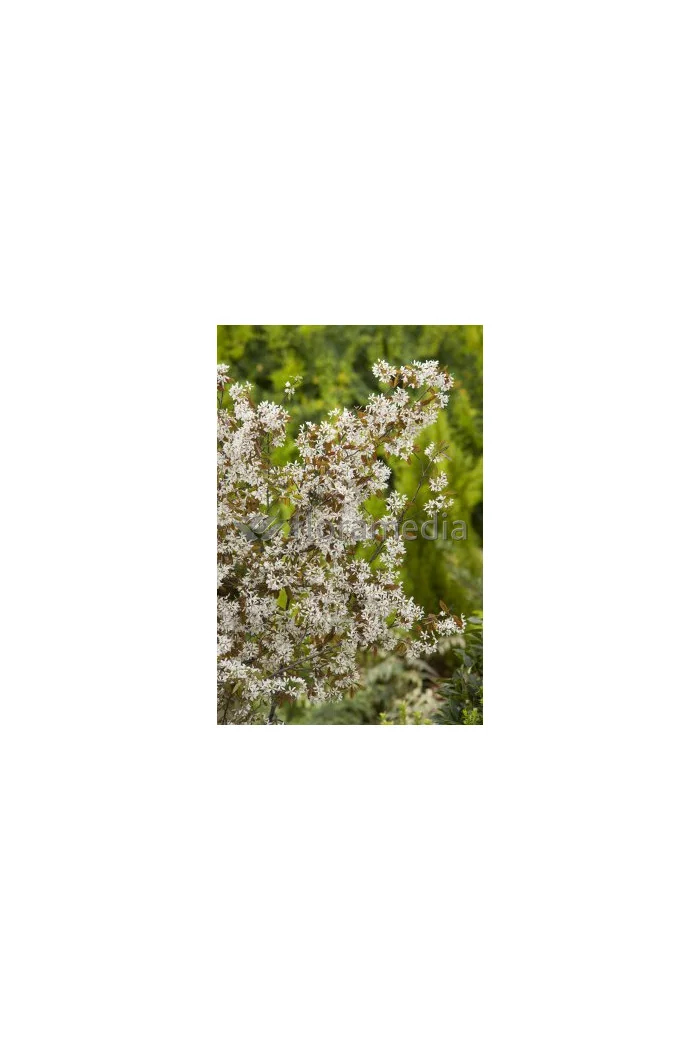 Świdośliwa 'Smokey' Amelanchier