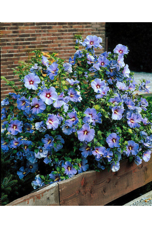 Ketmia syryjska 'Blue Bird' Hibiscus syriacus
