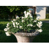 Jaśminowiec 'Little White Love' | Philadelphus