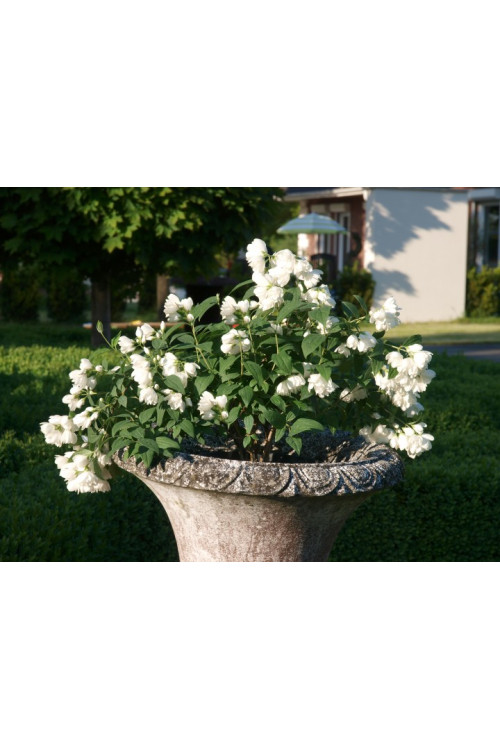 Jaśminowiec 'Little White Love' | Philadelphus