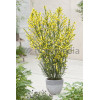 Żarnowiec 'Luna' Cytisus