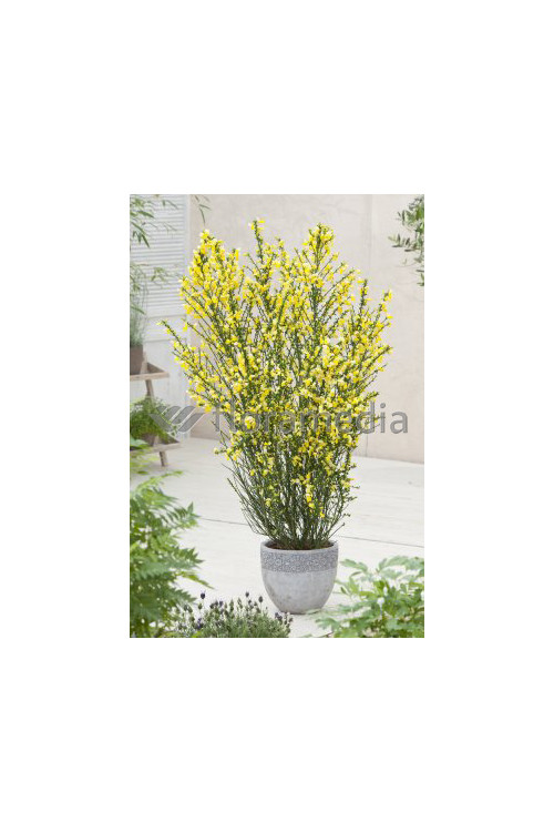 Żarnowiec 'Luna' Cytisus