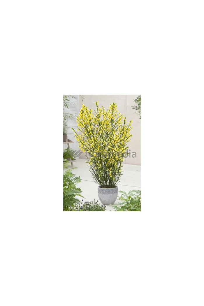 Żarnowiec 'Luna' Cytisus