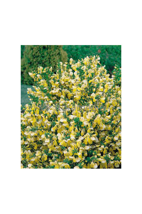Żarnowiec 'Luna' Cytisus
