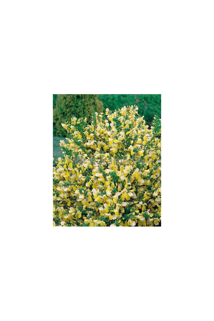 Żarnowiec 'Luna' Cytisus