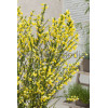 Żarnowiec 'Luna' Cytisus