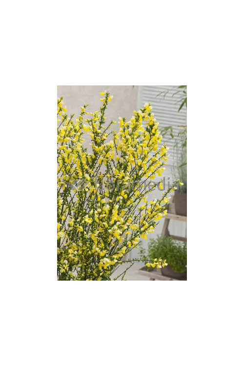 Żarnowiec 'Luna' Cytisus