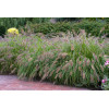 Rozplenica japońska 'Red Head' | Pennisetum alopecuroides