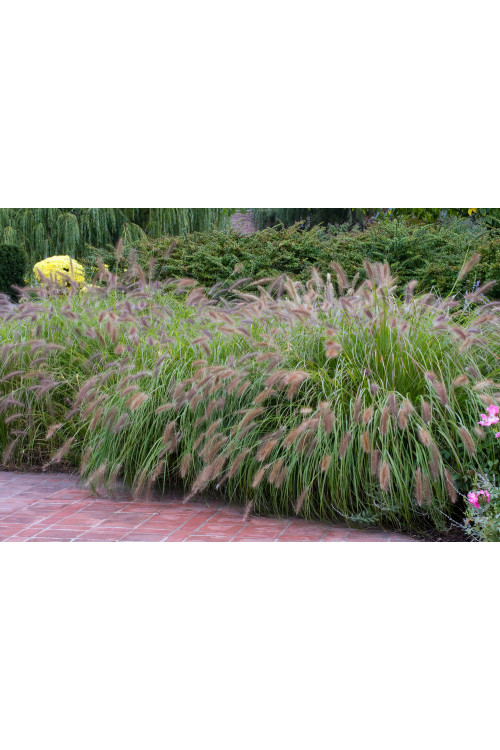 Rozplenica japońska 'Red Head' | Pennisetum alopecuroides