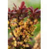 Berberys Thunberga 'Bagatelle' | Berberis thunbergii