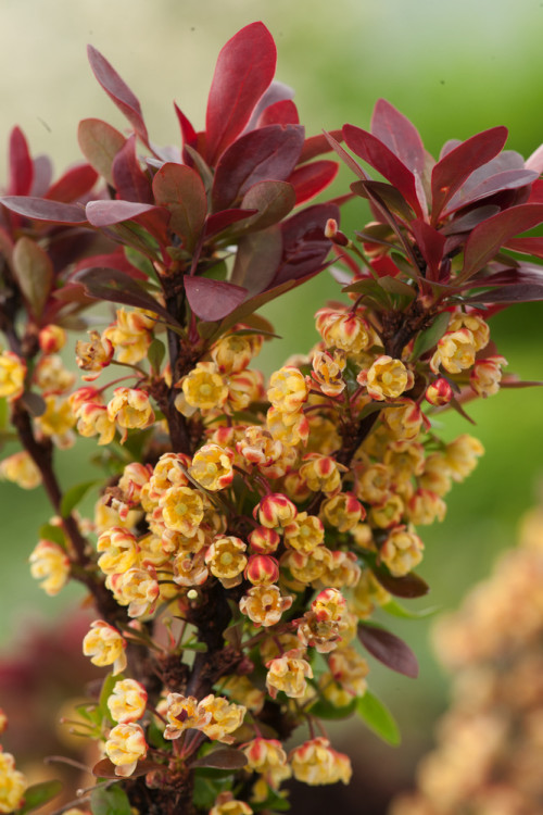 Berberys Thunberga 'Bagatelle' | Berberis thunbergii
